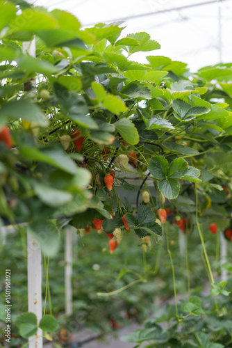 ripe strawberries in a greenhouse