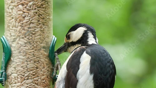great spotted woodpecker female on feeder feed slow motion Dendrocopos major natural world norway