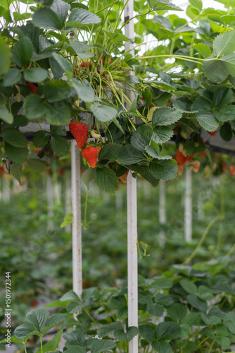 ripe strawberries in a greenhouse