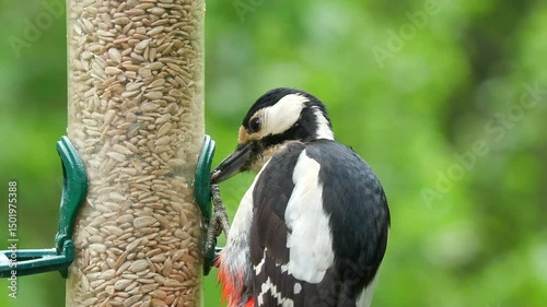 great spotted woodpecker female on feeder feed zoom out fly away slow motion Dendrocopos major natural world norway