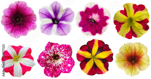 Fototapeta Naklejka Na Ścianę i Meble -  Collection of petunia flowers isolated on transparent background for florist and garden design and background