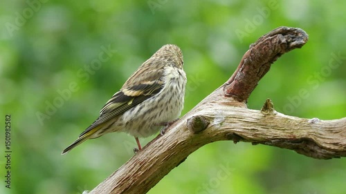 tiny bird eurasian siskin juvenile on branch Spinus spinus natural world norway