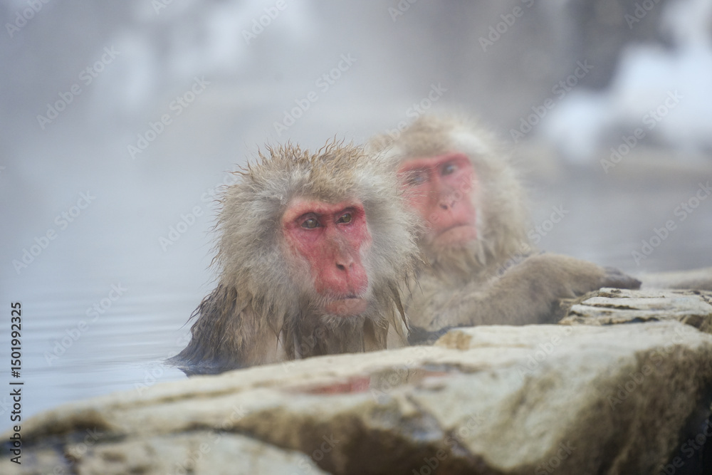 Fototapeta premium 250120地獄谷野猿公苑