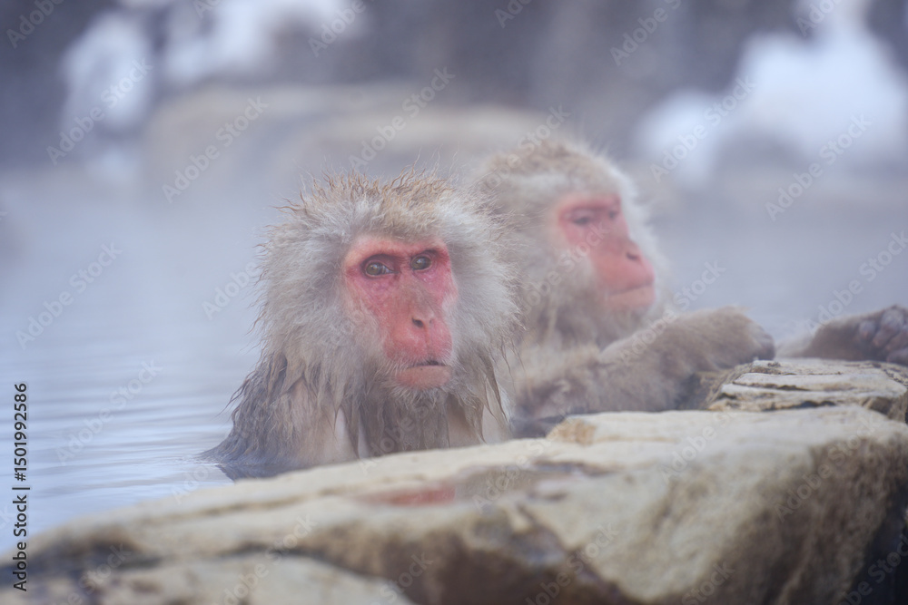 Naklejka premium 250120地獄谷野猿公苑