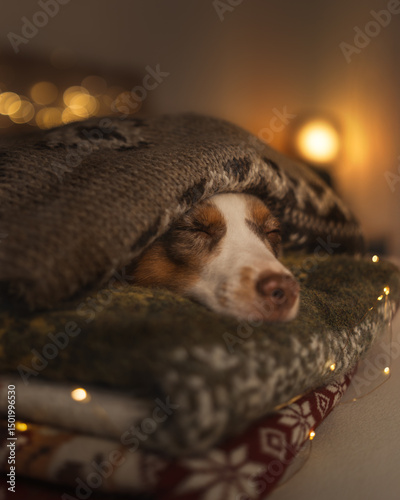 Miniature american shepherd blue merle cosy indoor photo
