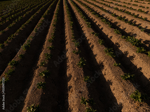 Aerial View of Agricultural Field at Sunset – Neatly Aligned Crop Rows in Golden Light  potatoe field