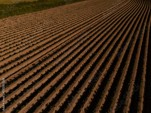 Aerial View of Agricultural Field at Sunset – Neatly Aligned Crop Rows in Golden Light  potatoe field