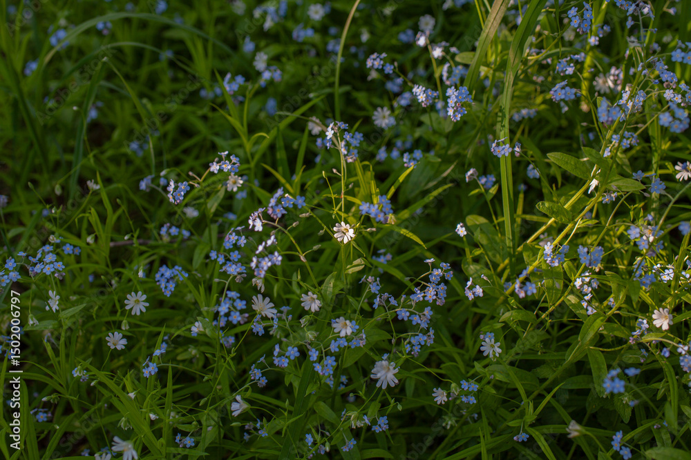 Obraz premium Wild flowers, beautiful nature photo, spring awakening, pollinated plants.