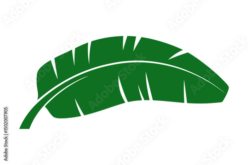 Green banana leaf tropical plant vector illustration