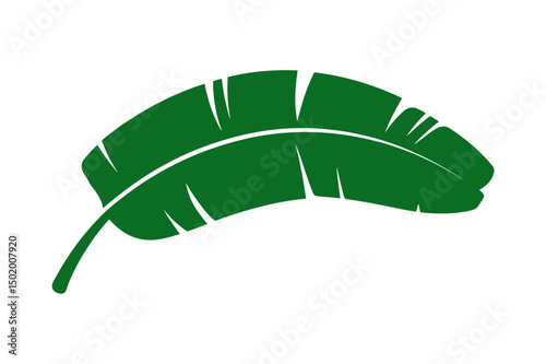 Tropical green banana leaf vector illustration art
