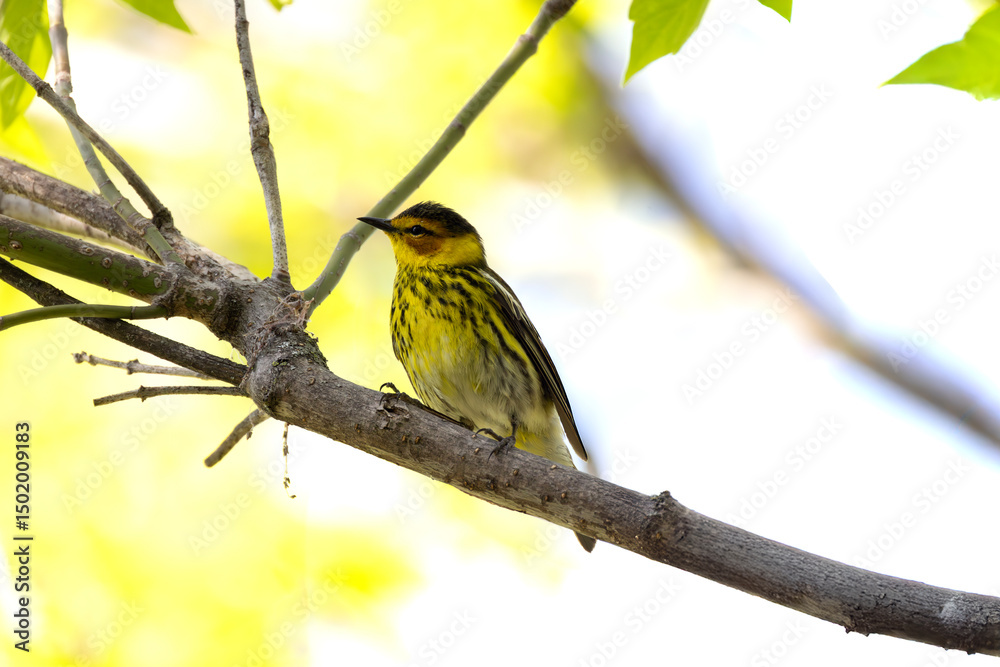 Obraz premium Cape May Warbler Setophaga tigrina perched on a branch deep in the canopy