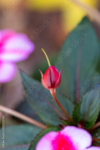 Maria sem vergonha (Impatiens flaccida) . Flores no jardim.	