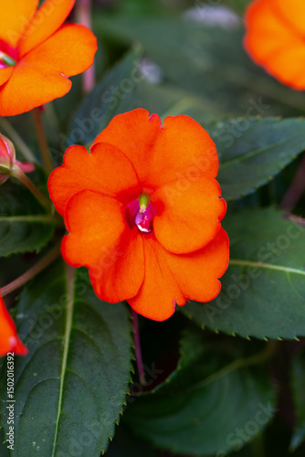 Maria sem vergonha (Impatiens flaccida) . Flores no jardim.	
