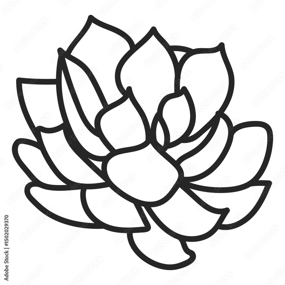 Fototapeta premium Plants succulents colorless illustration