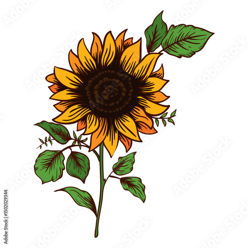 Sunflower drawing