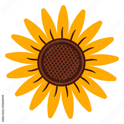 Sunflower head illustration
