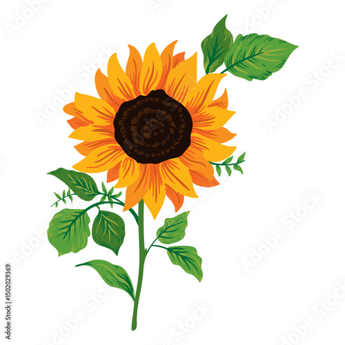 Sunflower illustration