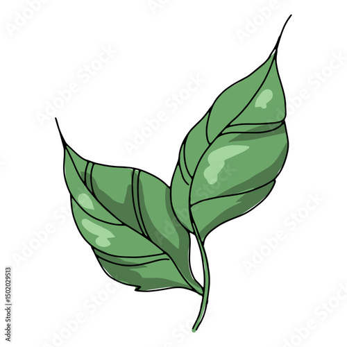 Two leaves illustration