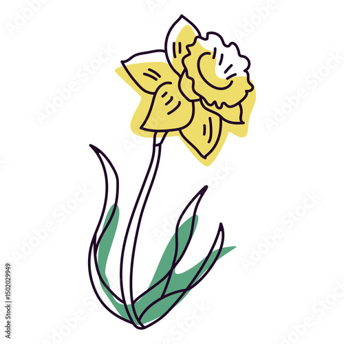 Yellow daffodil flower design color stroke