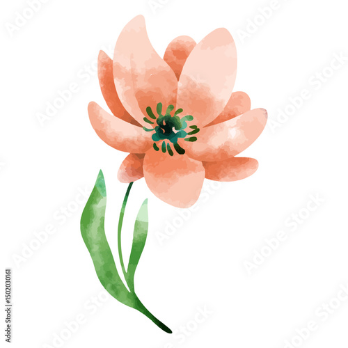 Flower delicate watercolor drawing