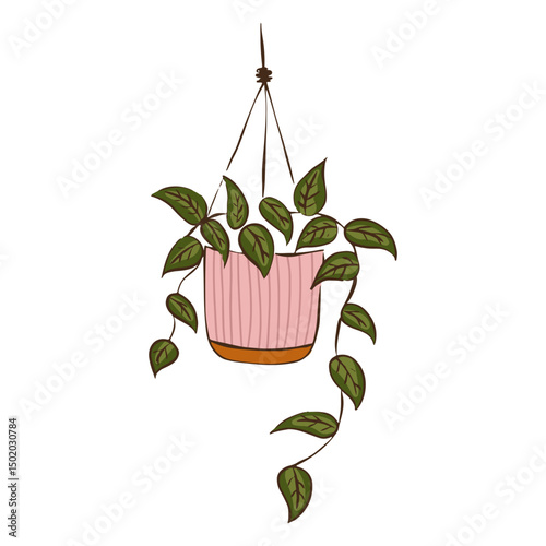 Cute hanging plant nature