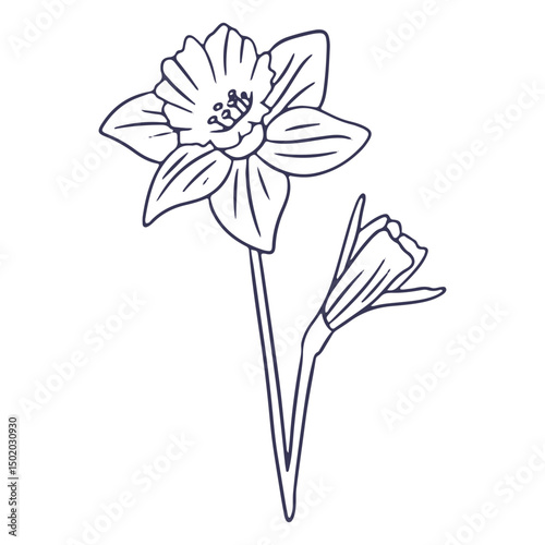 Narcissus plant