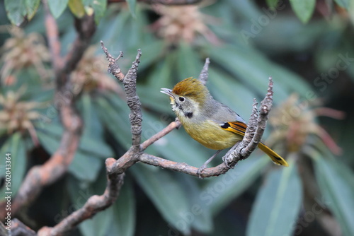 The bar-throated minla or chestnut-tailed minla (Actinodura strigula), or even bar-throated siva, is a species of bird in the laughingthrush and babbler family Leiothrichidae.  photo