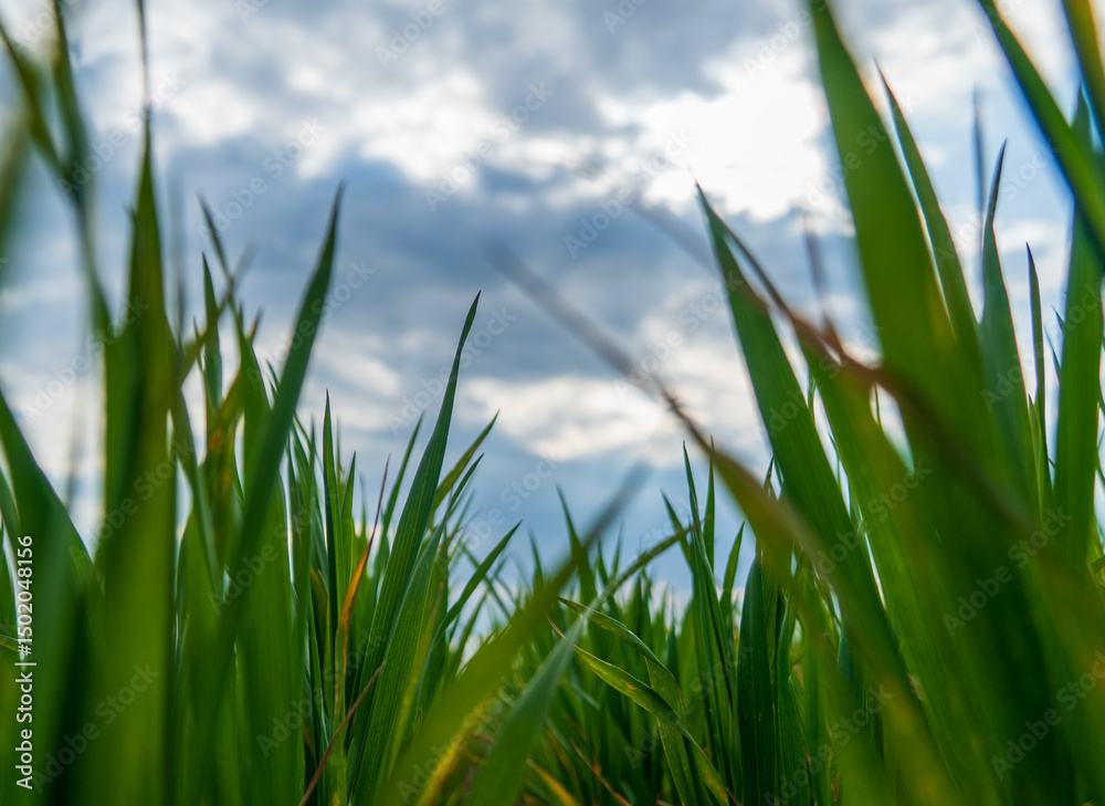 Obraz premium Vibrant green blades of grass rise towards a cloudy sky, creating a peaceful atmosphere in an outdoor setting. A calm environment evokes tranquility and nature's beauty