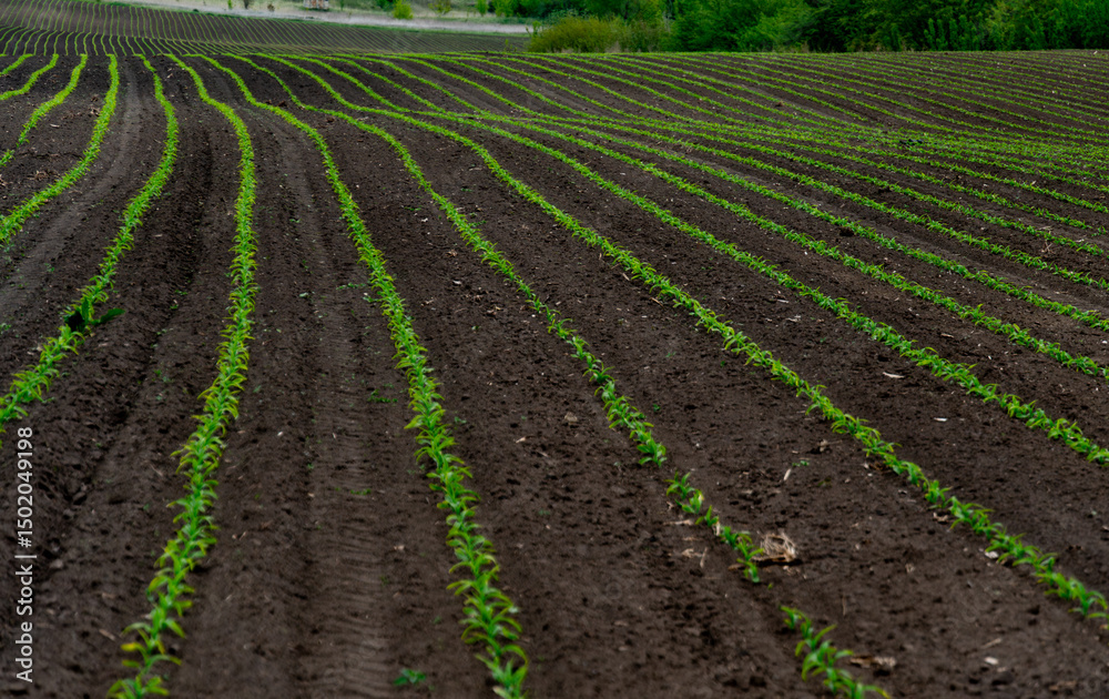 Young green plants emerge in organized rows on rich brown soil, showcasing agricultural growth during the vibrant spring season in the countryside Young green plants emerge in organized rows on rich brown soil, showcasing agricultural growth during the vibrant spring season in the countryside
