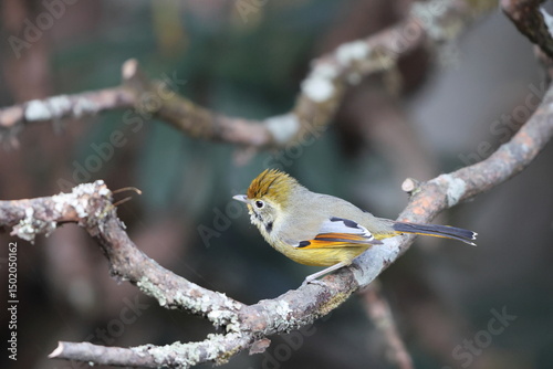 The bar-throated minla or chestnut-tailed minla (Actinodura strigula), or even bar-throated siva, is a species of bird in the laughingthrush and babbler family Leiothrichidae.  photo
