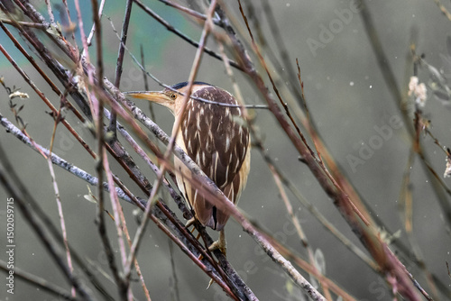 Little bittern with sharp gaze captured in the reeds, blending seamlessly into its natural surroundings.