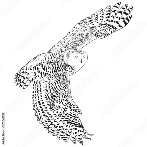 Owl in flight black and white engrave hand drawn vector illustration. Line sketch