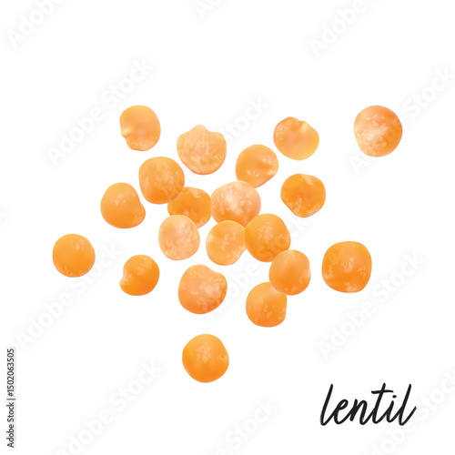 Lentils red isolated on white background. Vector illustration.