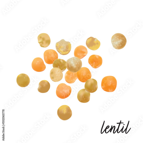 Lentils isolated on white background. Vector illustration.