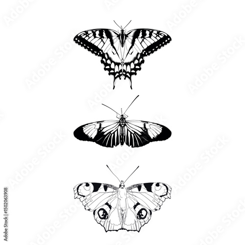 Butterflies isolated on white background. Vector black and white illustration.