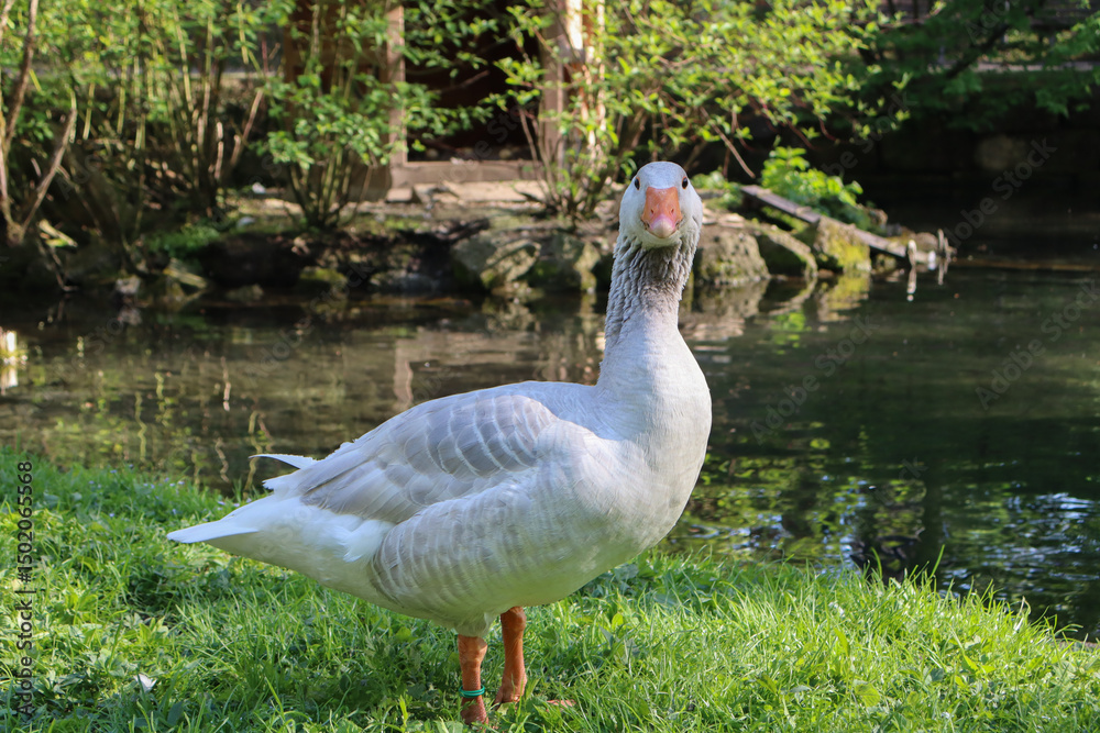Obraz premium Close-up of a white domestic goose standing on lush green grass by a calm pond, surrounded by natural park scenery with sunlight highlighting its soft feathers and orange beak 