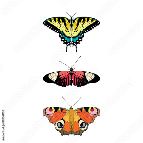 Butterflies isolated on white background. Colorful vector illustration.