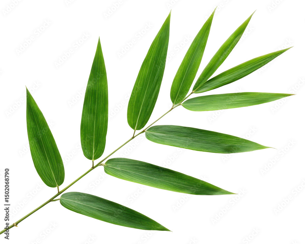 Obraz premium Fresh Green Leafy Plant Branch with Multiple Long Leaves on Transparent Background