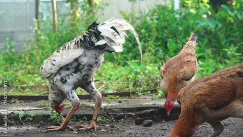 Roosters and hens look for food in the morning