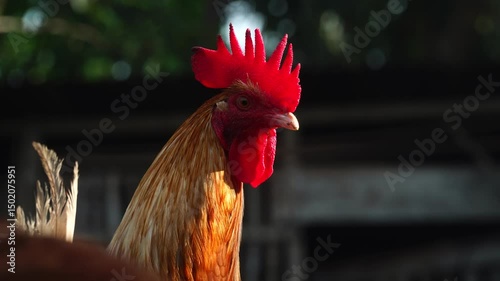 Rooster crows in the morning