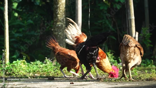 Roosters and hens look for food in the morning