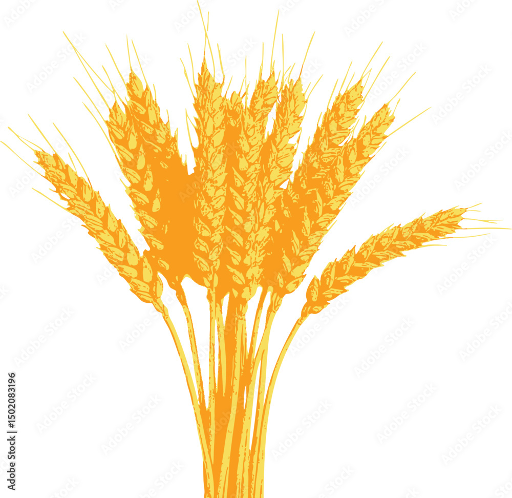 Fototapeta premium Hand-drawn graphic of wheat spikes in vintage style — evokes natural farming, organic ingredients, and rural aesthetics. Rendered in shades of yellow and orange.