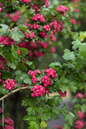 Vibrant pink flowers bloom in a park during springtime. Crataegus laevigata Pauls Scarlet, copy space, close up, vertical