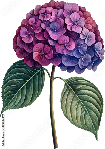 purple hydrangea flower with green leaves clip art preview