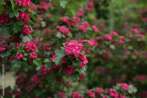 Wallpaper Mural Vibrant pink flowers bloom in a park during springtime.  Crataegus laevigata Pauls Scarlet Torontodigital.ca