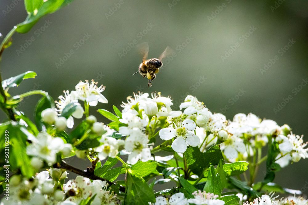 A bee in flight with pollen sacs visible, hovering above blooming hawthorn in a spring scene full of life and motion A bee in flight with pollen sacs visible, hovering above blooming hawthorn in a spring scene full of life and motion