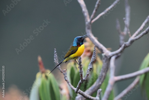 The green-tailed sunbird (Aethopyga nipalensis nipalensis) or Nepal yellow-backed sunbird is a species of bird in the family Nectariniidae. This photo was taken in North India. photo