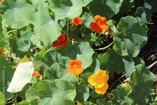 multi colored flowers