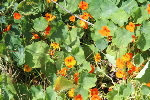 orange flowers