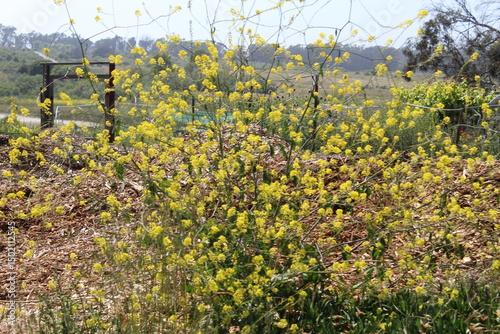 field of yellow flowers